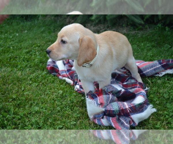 Medium Photo #1 Labrador Retriever Puppy For Sale in GREENWOOD, WI, USA