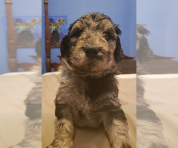 Medium Photo #7 Labradoodle Puppy For Sale in JEFFERSONTOWN, KY, USA