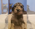 Small Photo #7 Labradoodle Puppy For Sale in JEFFERSONTOWN, KY, USA