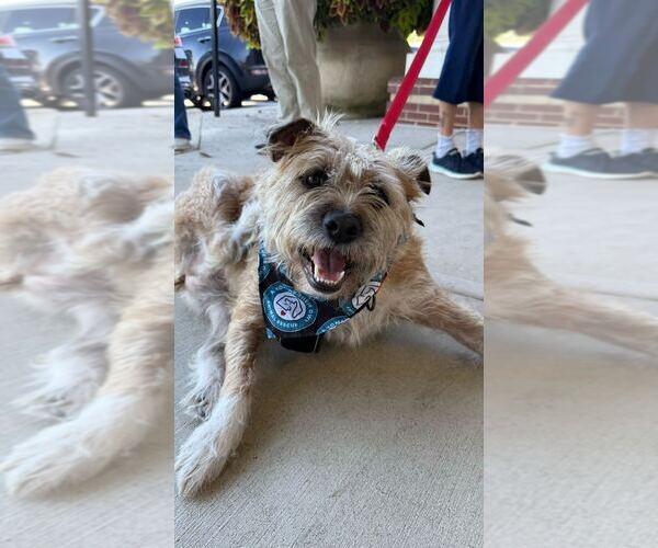 Medium Photo #1 Mutt Puppy For Sale in Silver Spring, MD, USA