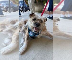 Mutt Dogs for adoption in Silver Spring, MD, USA