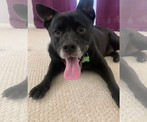 Sadie - Female Labrador Retriever-Unknown Mix Dog for Adoption - Photo #47