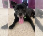 Small #46 Labrador Retriever Mix