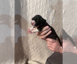 Great Dane Puppy for Sale in WILLIS, Texas USA
