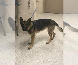 German Shepherd Dog-Unknown Mix Dogs for adoption in Conroe, TX, USA