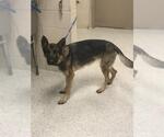 Small German Shepherd Dog Mix