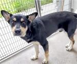 Small German Shepherd Dog Mix