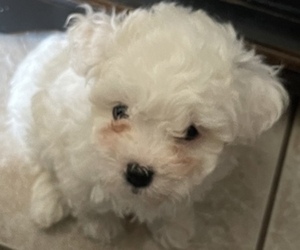 Maltipoo-Zuchon Mix Puppy for Sale in GLENDALE, Arizona USA
