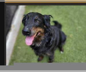 Mutt Dogs for adoption in Minneapolis, MN, USA