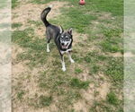 Small #1 Huskies  Mix