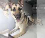 Small German Shepherd Dog