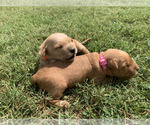 Small #11 Golden Retriever