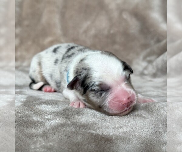 Medium Photo #20 Australian Shepherd Puppy For Sale in HENRICO, VA, USA