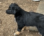 Small #2 Australian Shepherd