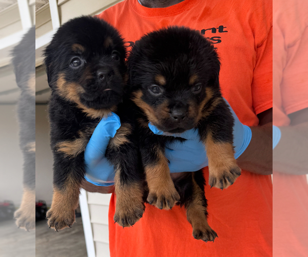 Medium Photo #2 Rottweiler Puppy For Sale in SHELBY, NC, USA