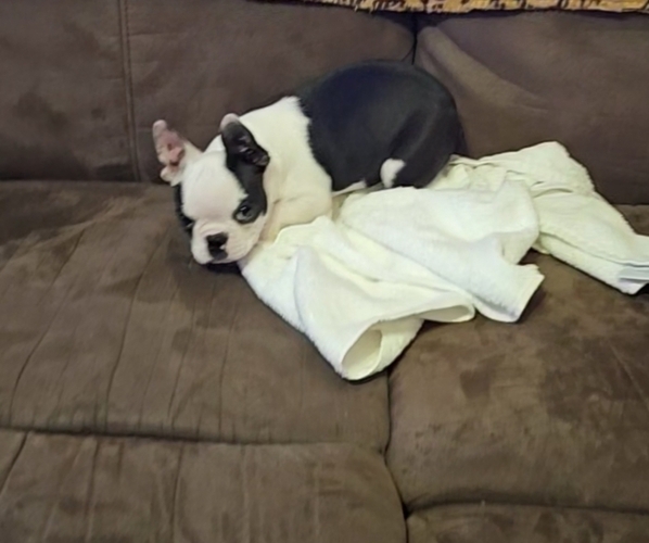 Medium Photo #3 Boston Terrier Puppy For Sale in AIKEN, SC, USA