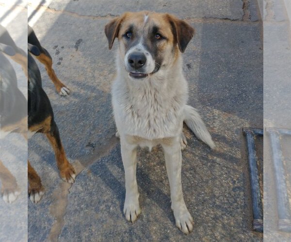 Medium Photo #3 Mutt Puppy For Sale in Apple Valley, CA, USA
