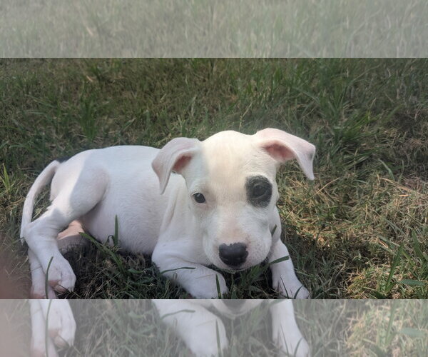 Medium Photo #3 Labrador Retriever-Unknown Mix Puppy For Sale in The Woodlands, TX, USA