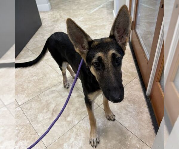 Medium Photo #1 Mutt Puppy For Sale in Hilton Head, SC, USA