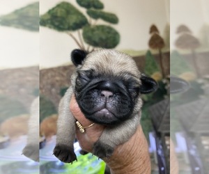Pug Puppy for sale in SAUGUS, MA, USA