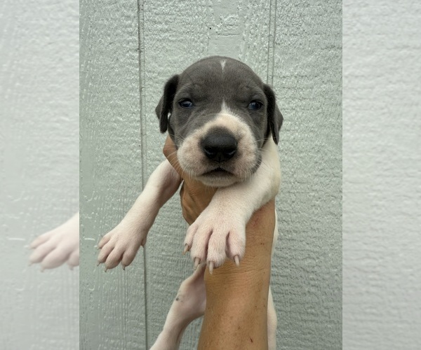 Medium Photo #1 Great Dane Puppy For Sale in HALLETTSVILLE, TX, USA
