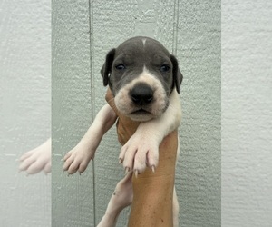 Medium Great Dane