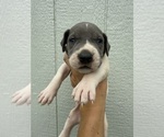 Puppy Puppy 6 Great Dane