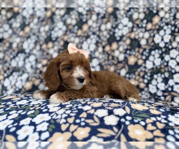 Medium Photo #4 Cavapoo (Miniature) Puppy For Sale in LAKELAND, FL, USA