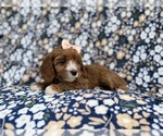 Small #3 Cavapoo (Miniature)
