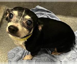 Chihuahua-Unknown Mix Dogs for adoption in San Antonio, TX, USA