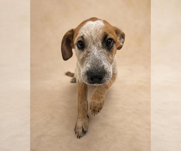 Medium Photo #5 Black Mouth Cur-Unknown Mix Puppy For Sale in Rockwall, TX, USA