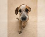 Small #4 Black Mouth Cur Mix
