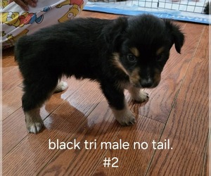 Medium Australian Shepherd