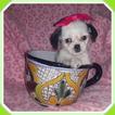 Small Photo #1 ShiChi Puppy For Sale in TAYLOR, TX, USA