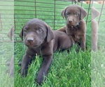 Puppy Puppy 6 Labrador Retriever