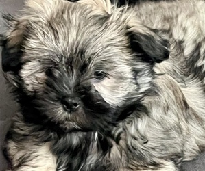 Pomeranian-ShihPoo Mix Puppy for sale in INDIAN LAND, SC, USA
