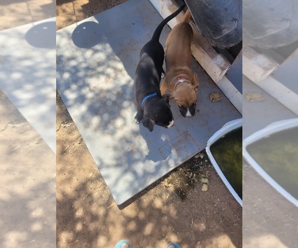 Medium Photo #1 Bullboxer Pit Puppy For Sale in MARANA, AZ, USA