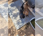 Small Photo #1 Bullboxer Pit Puppy For Sale in MARANA, AZ, USA