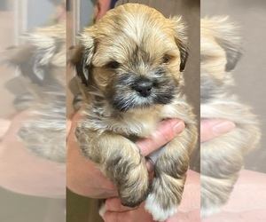 Lhasa Apso Puppy for sale in N QUINCY, MA, USA