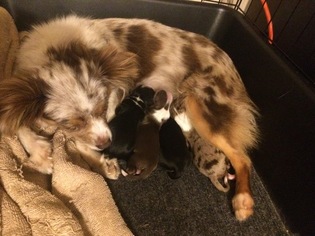 Mother of the Australian Shepherd puppies born on 10/16/2018