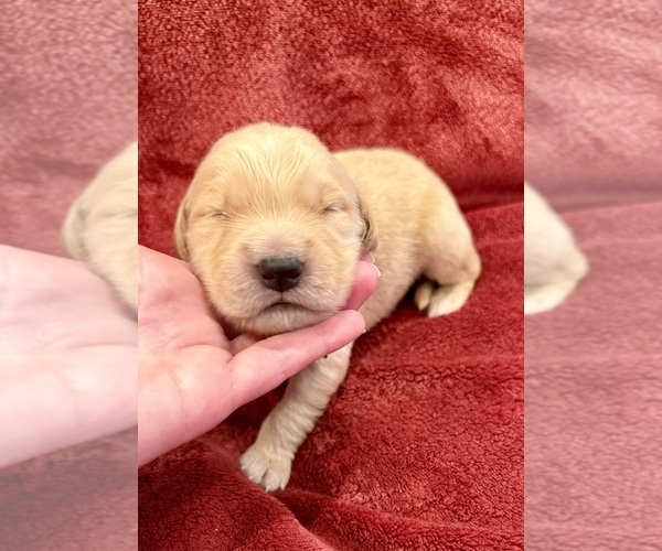 Medium Photo #1 Golden Retriever Puppy For Sale in CLARKSVILLE, TN, USA