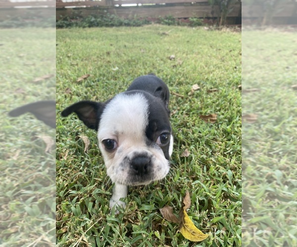 Medium Photo #2 Boston Terrier Puppy For Sale in FREDONIA, KS, USA