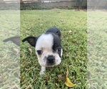 Small #1 Boston Terrier