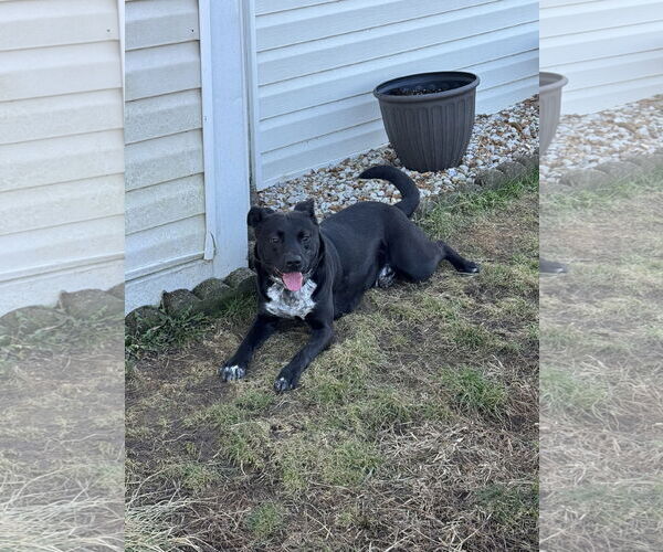 Medium Photo #1 Mutt Puppy For Sale in Fenton, MO, USA