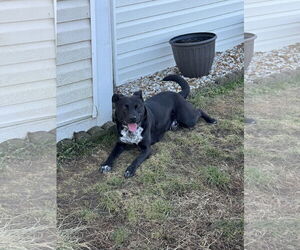 Mutt Dogs for adoption in Fenton, MO, USA