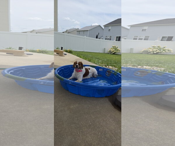 Medium Photo #7 - Mix Puppy For Sale in Curwensville, PA, USA