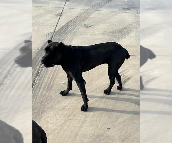 Medium Photo #1 Mutt Puppy For Sale in HESPERIA, CA, USA