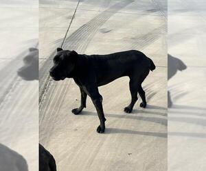 Mutt Dogs for adoption in HESPERIA, CA, USA