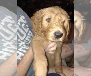 Goldendoodle Puppy for sale in WATERLOO, IL, USA