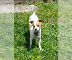 Chihuahua-Unknown Mix Dogs for adoption in Cranston, RI, USA